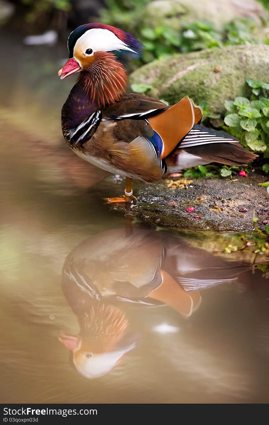 Mandarin Duck's water reflection