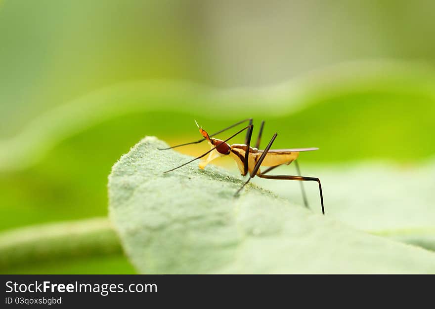 Macro shot of an insect on a grass leaf. Macro shot of an insect on a grass leaf