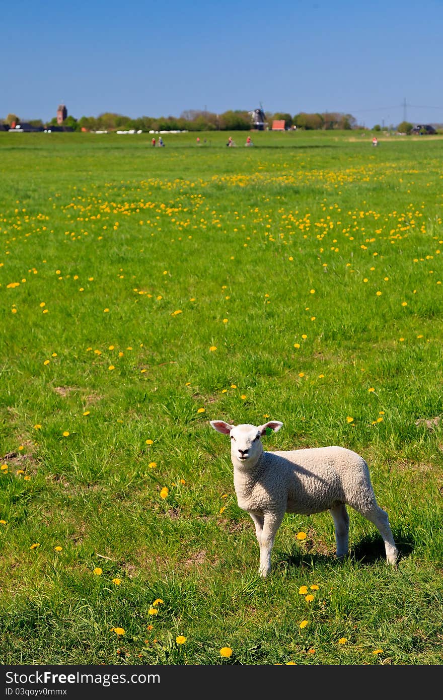 Smaal lamb standing in a grassland