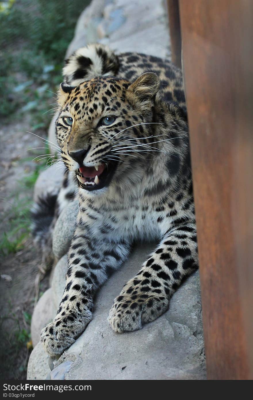 Angry leopard in zoo