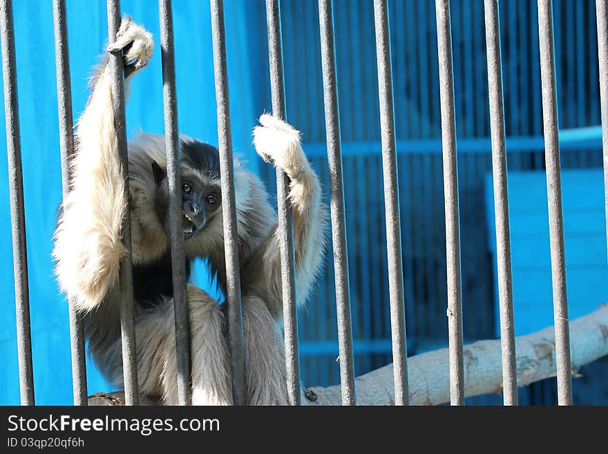 Sad monkey sit in cage. Zoo animal.