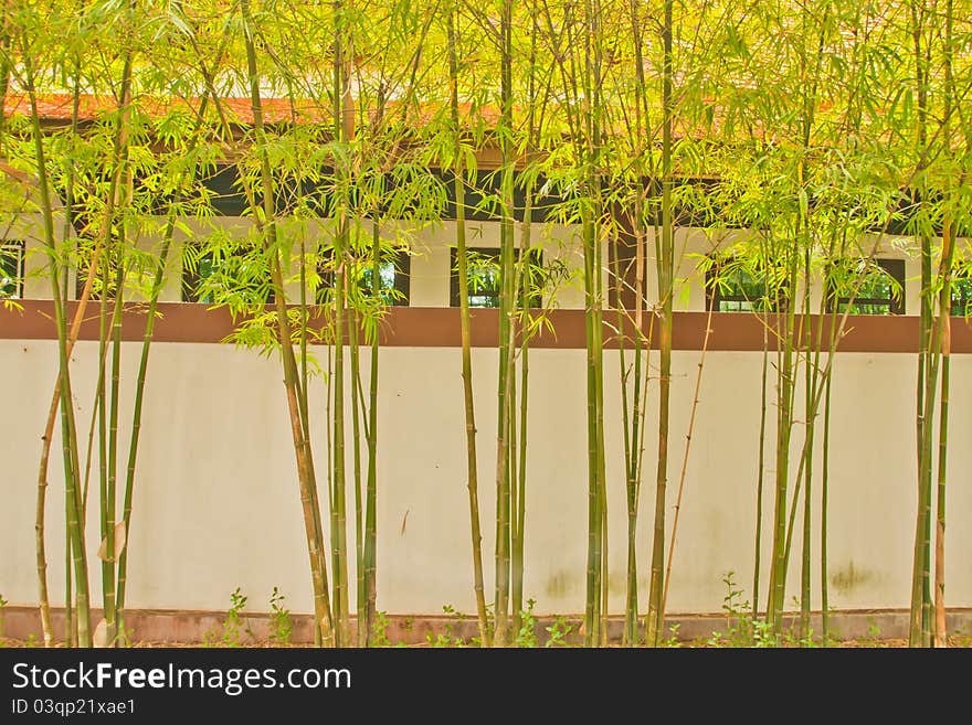 Bamboo along the fence around the house. Bamboo along the fence around the house