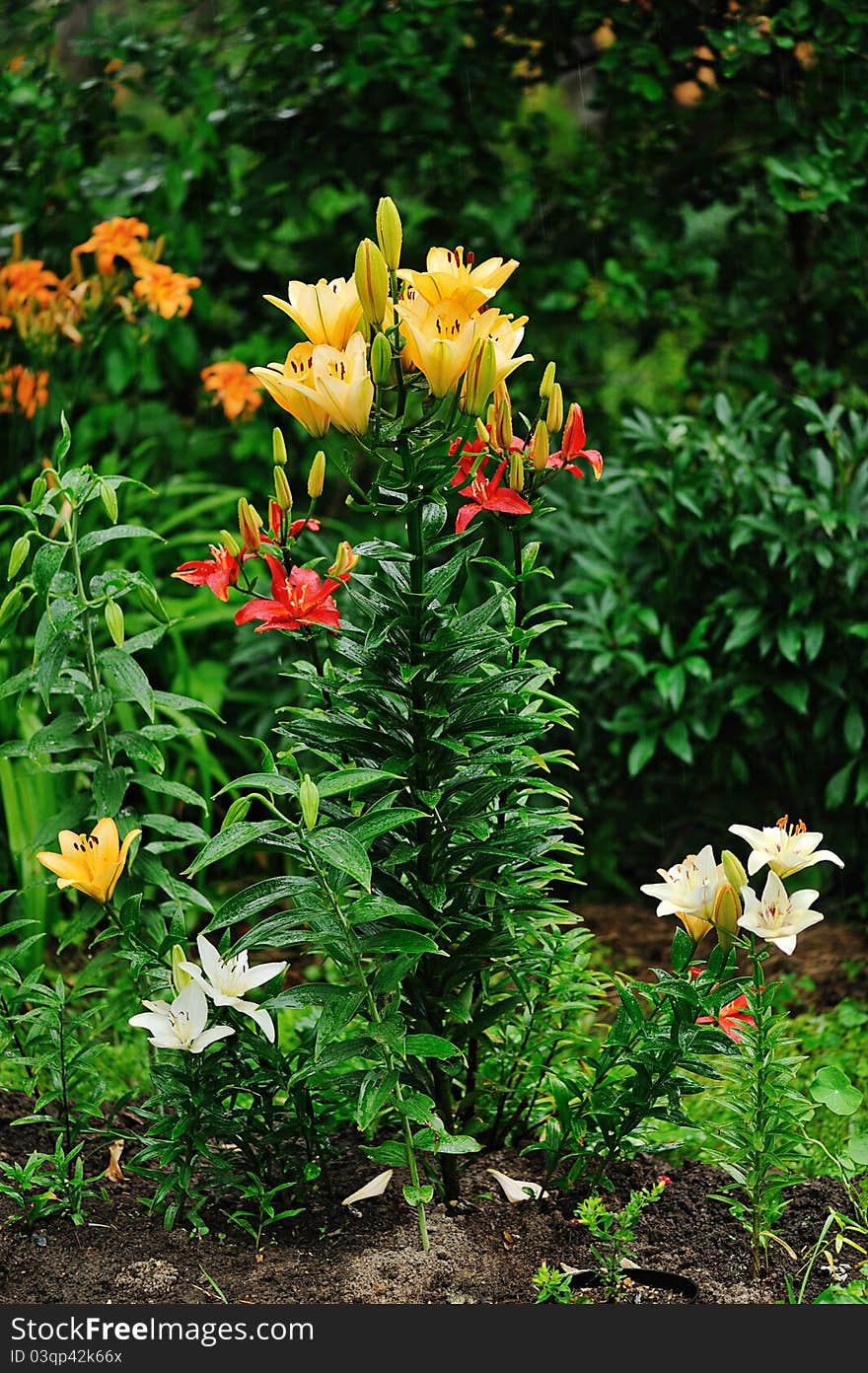 Lily flower bed in summer garden