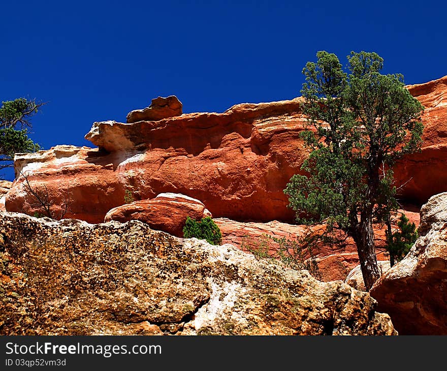 Trees on the Cliff