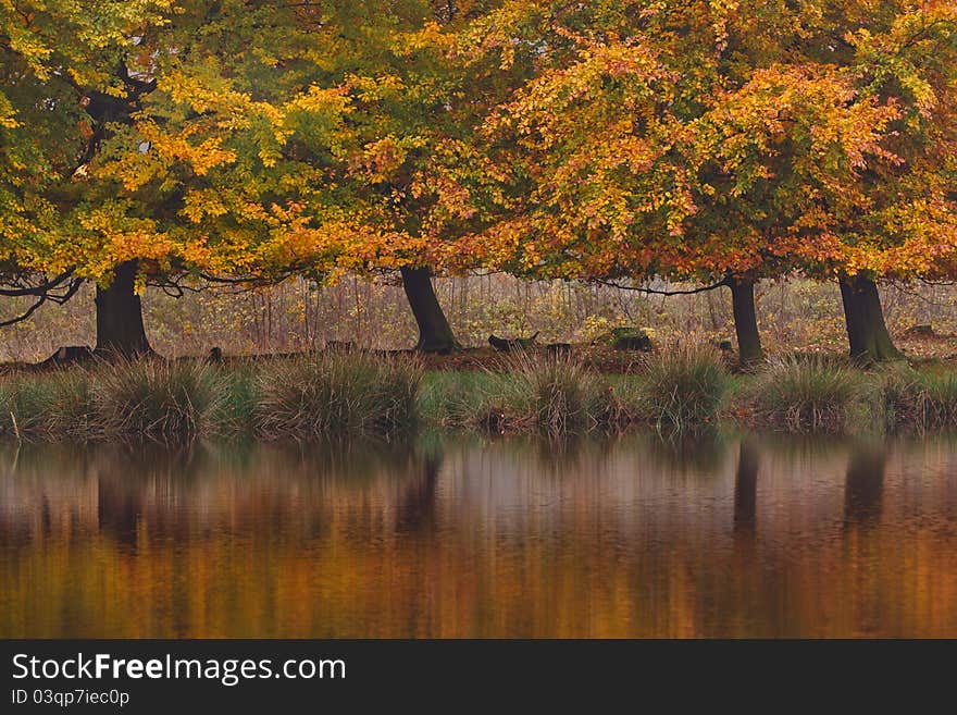 Autumn birch trees in a colorful landscape with water