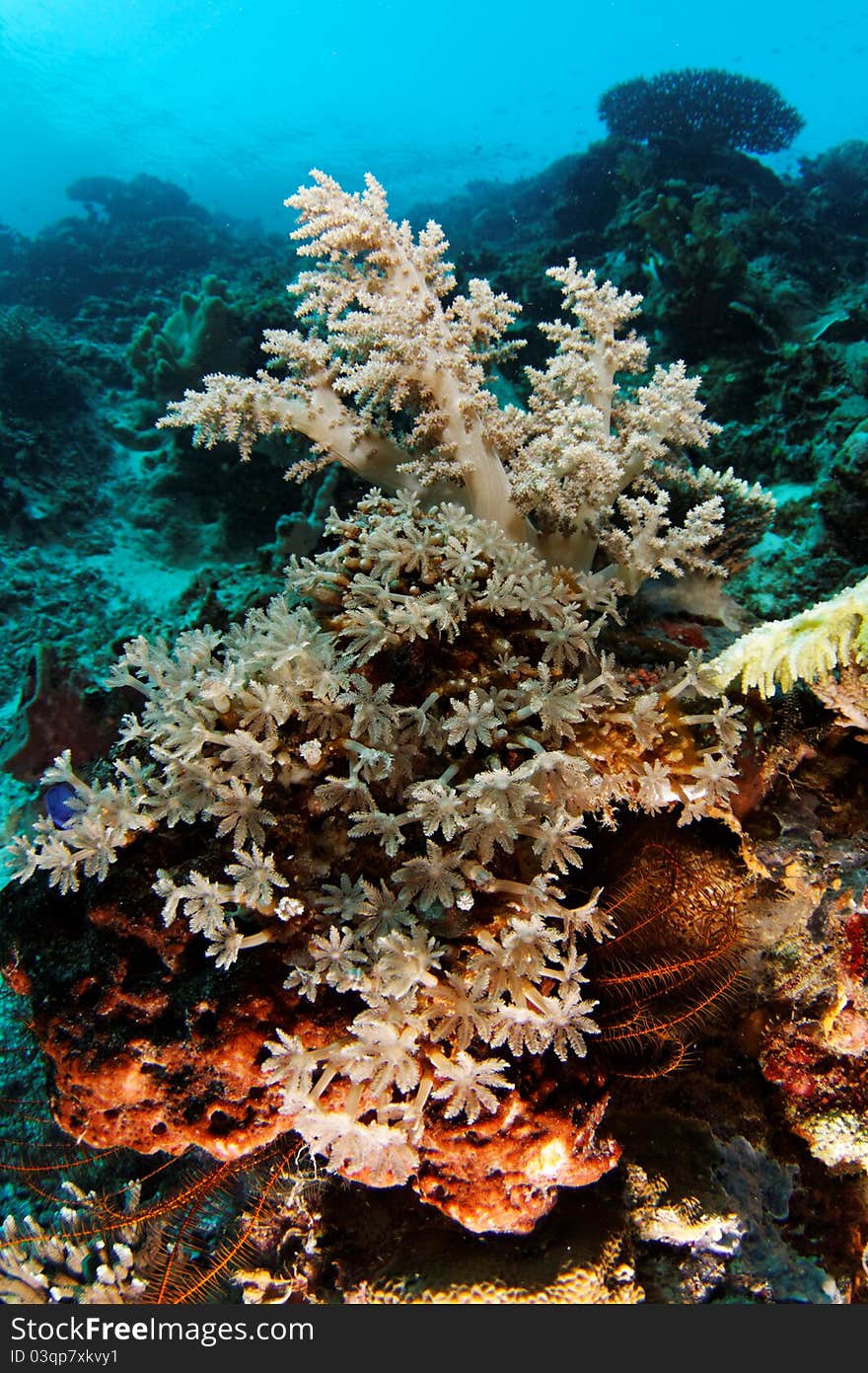 This underwater picture was taken off Maratua island, East Kalimantan, Borneo Indonesia
July 2011. This underwater picture was taken off Maratua island, East Kalimantan, Borneo Indonesia
July 2011