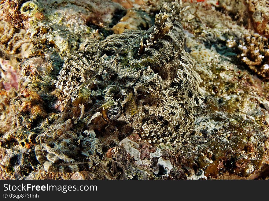 Papilloculiceps longiceps - Crocodile fish