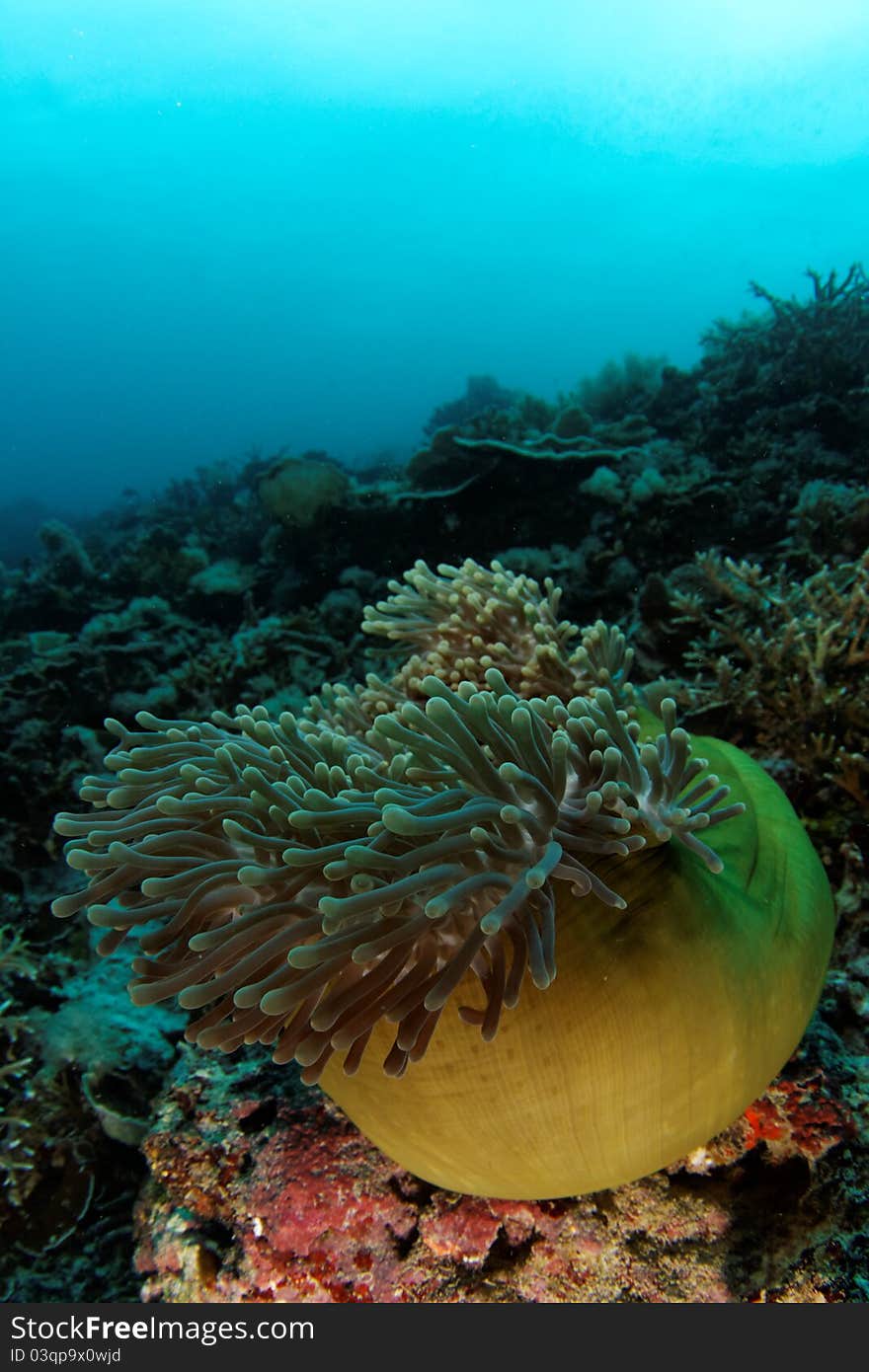 Anemone On The Reef