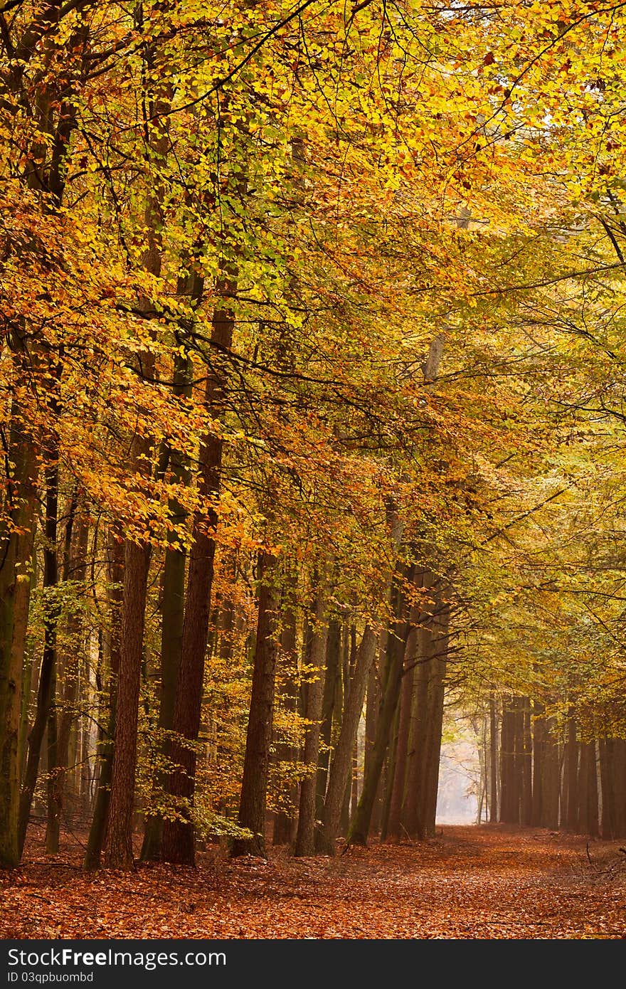 Sand lane with trees in autumn