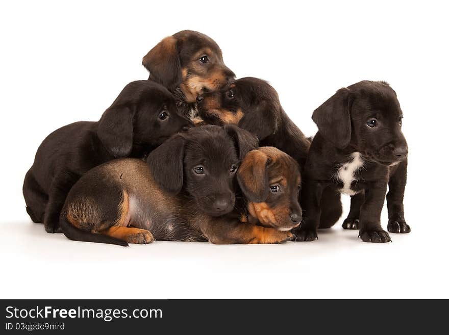 Dachshund Puppies