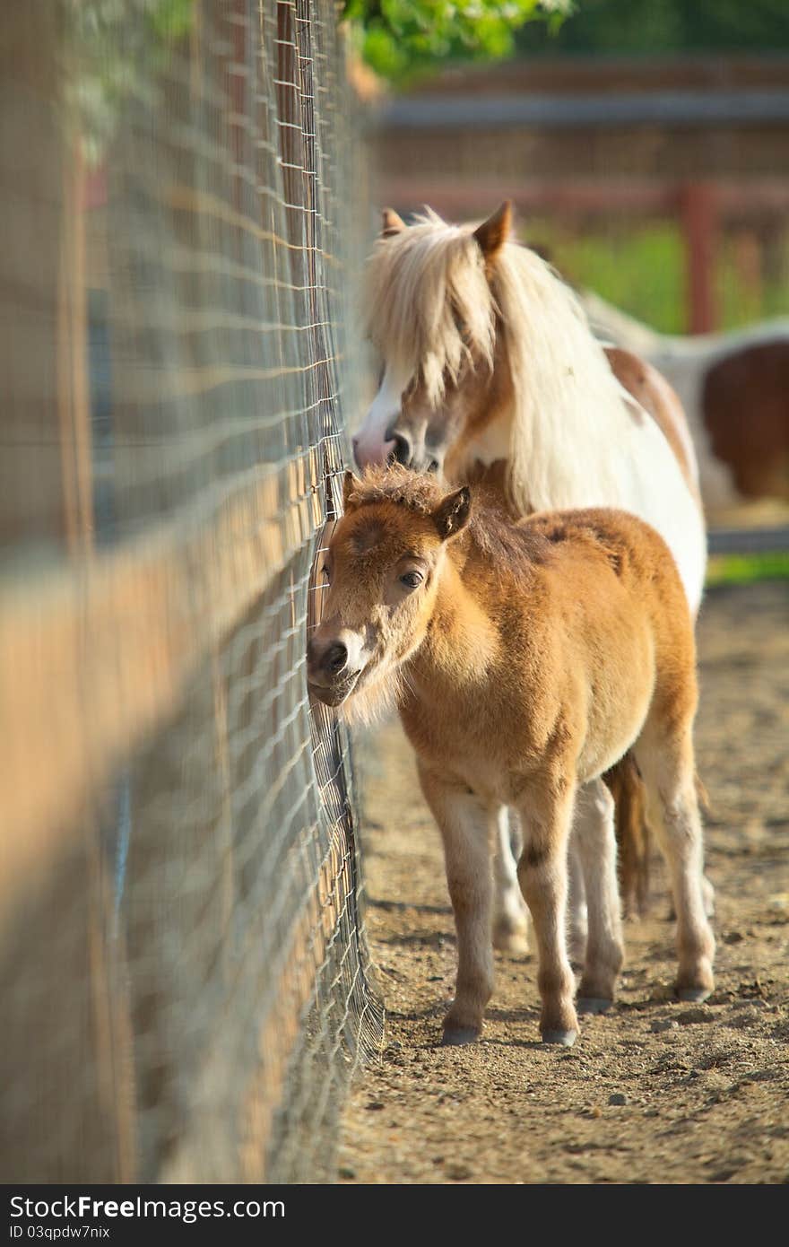 Brown Ponies