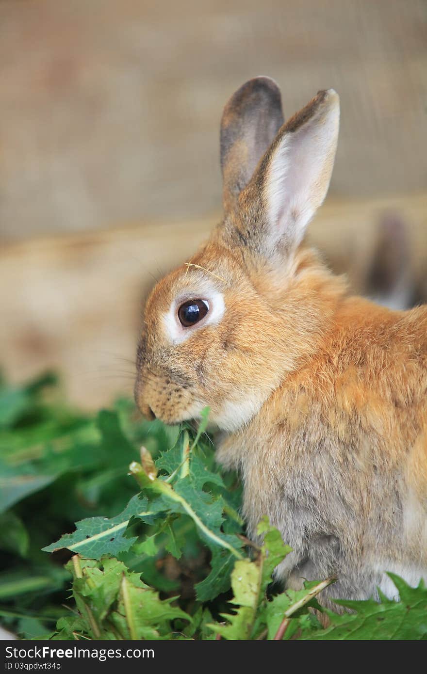 Llittle hare sitting at wooden board and eating green leaf. Llittle hare sitting at wooden board and eating green leaf