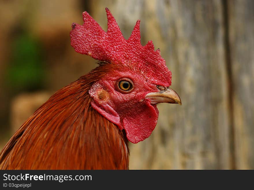 Red chicken head close up