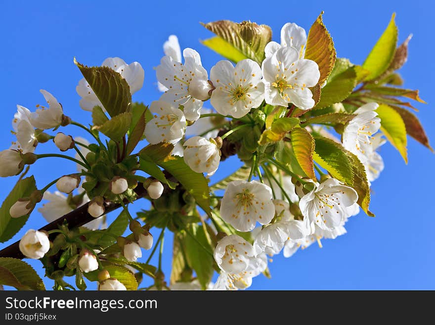 Apple blossom in bloom