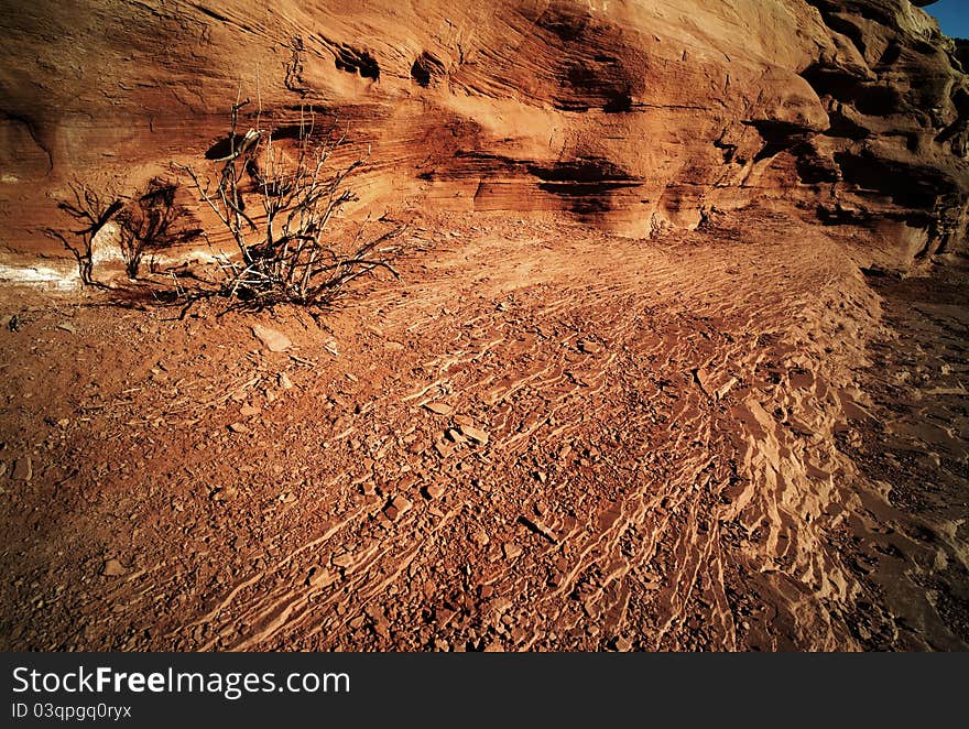 Drought tree lives beside a petrified tree rock. Drought tree lives beside a petrified tree rock.