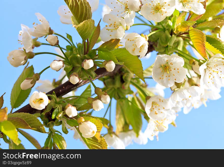 Apple Blossom In Bloom