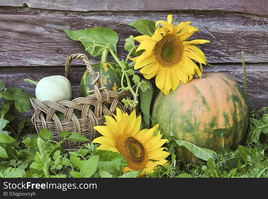 Pumpkin And Sunflowers