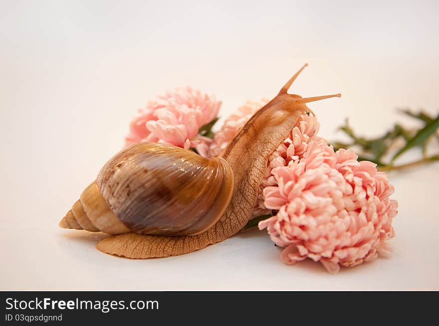 Snail Achatina in asters