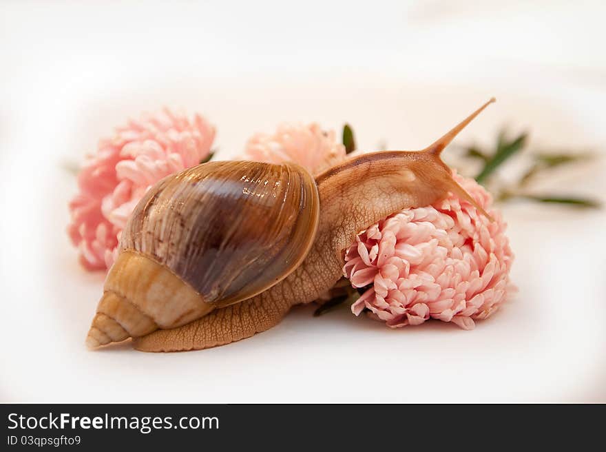 Snail Achatina in asters