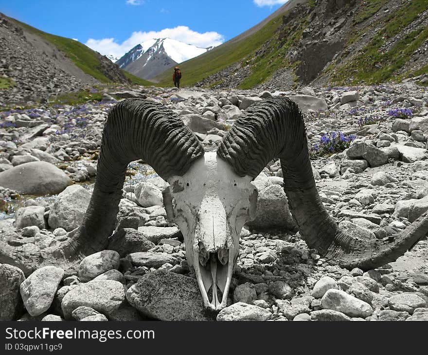 Skull of the mountain goat. Skull of the mountain goat