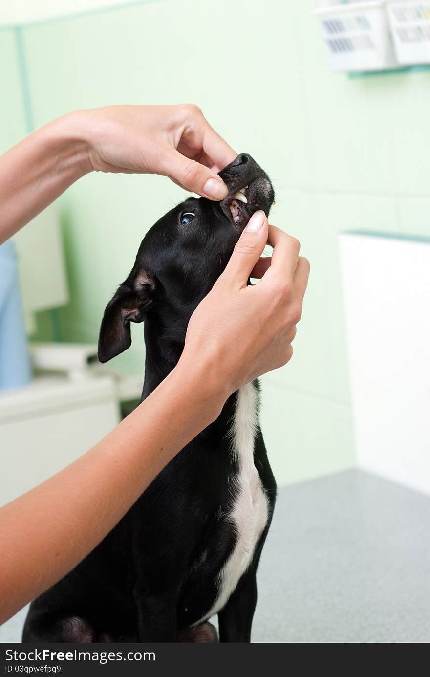 Survey of dogs in veterinary clinics