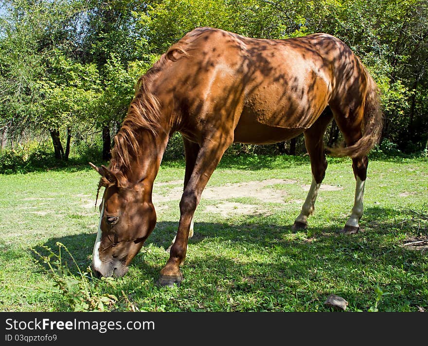 One wild horse is eating grass.