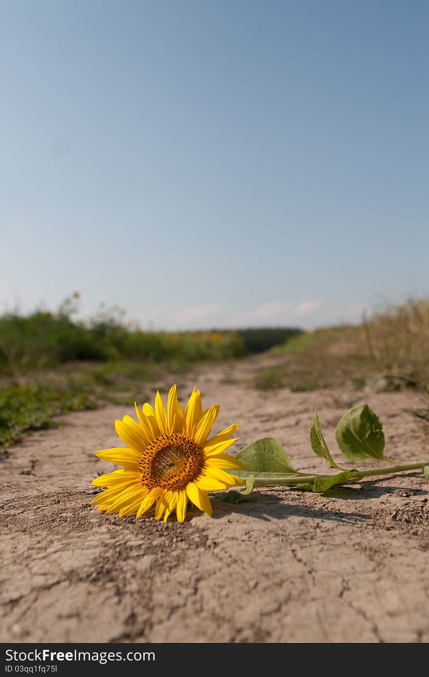 A torn sunflower