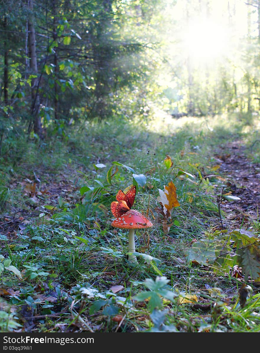 Morning in the forest