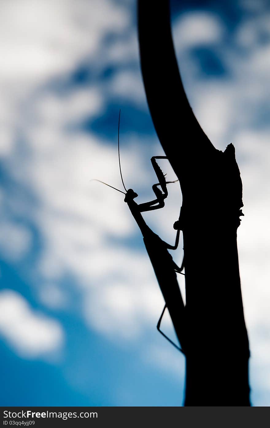 Close-up of praying mantis climbing tree. Close-up of praying mantis climbing tree.