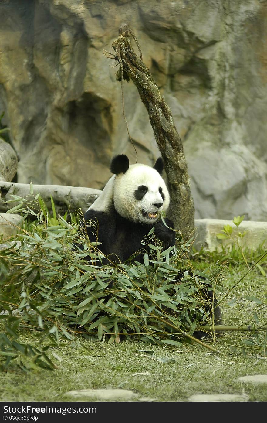 Panda eating bamboo leaves at morning. Panda eating bamboo leaves at morning