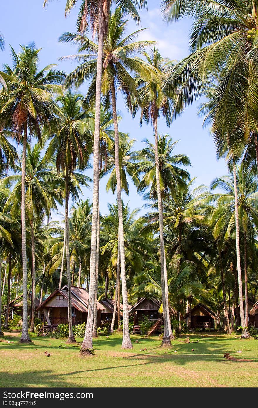 Cottages in palm forest