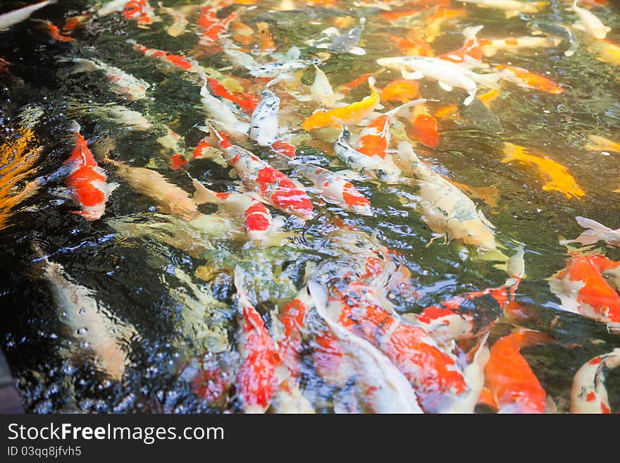 Koi Carp Fish