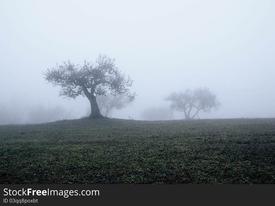 Countryside in autumn with the fog