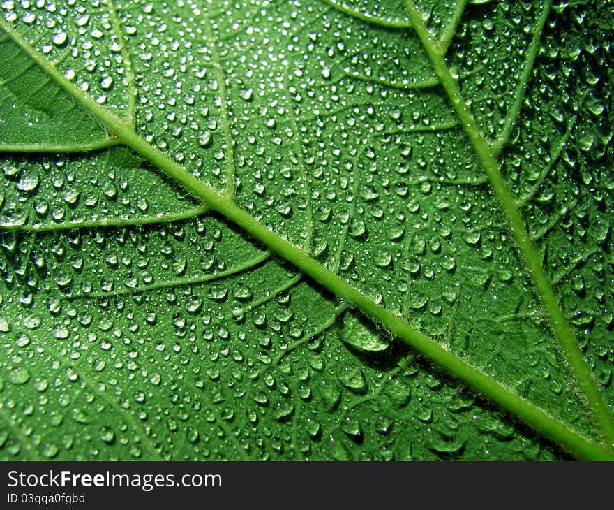 Close up of wet leaf