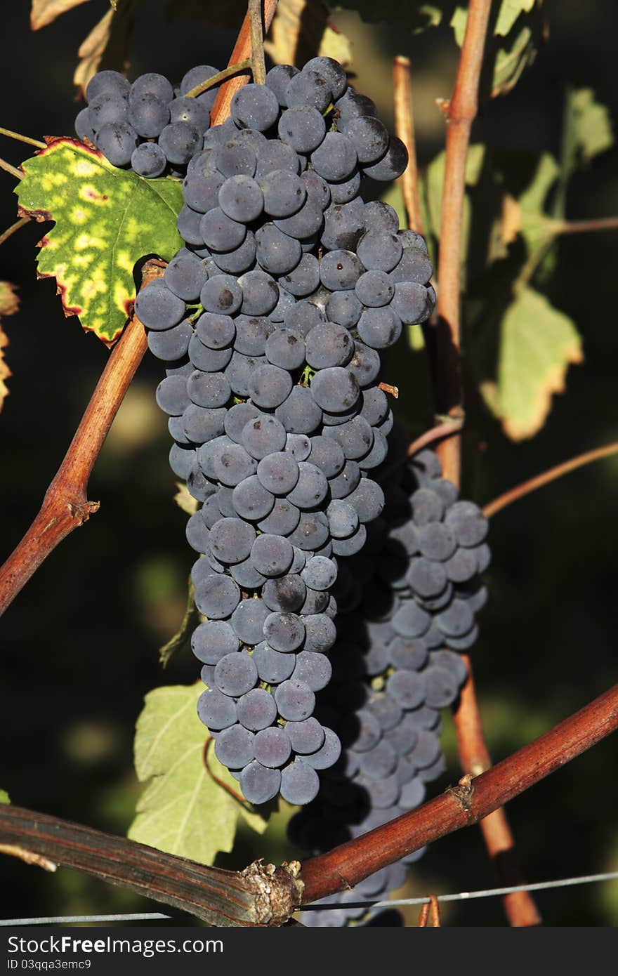 Clusters of red grape of Barolo and Dolcetto. Clusters of red grape of Barolo and Dolcetto