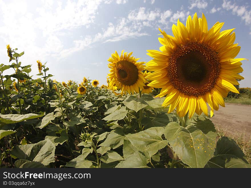 Two sunflowers