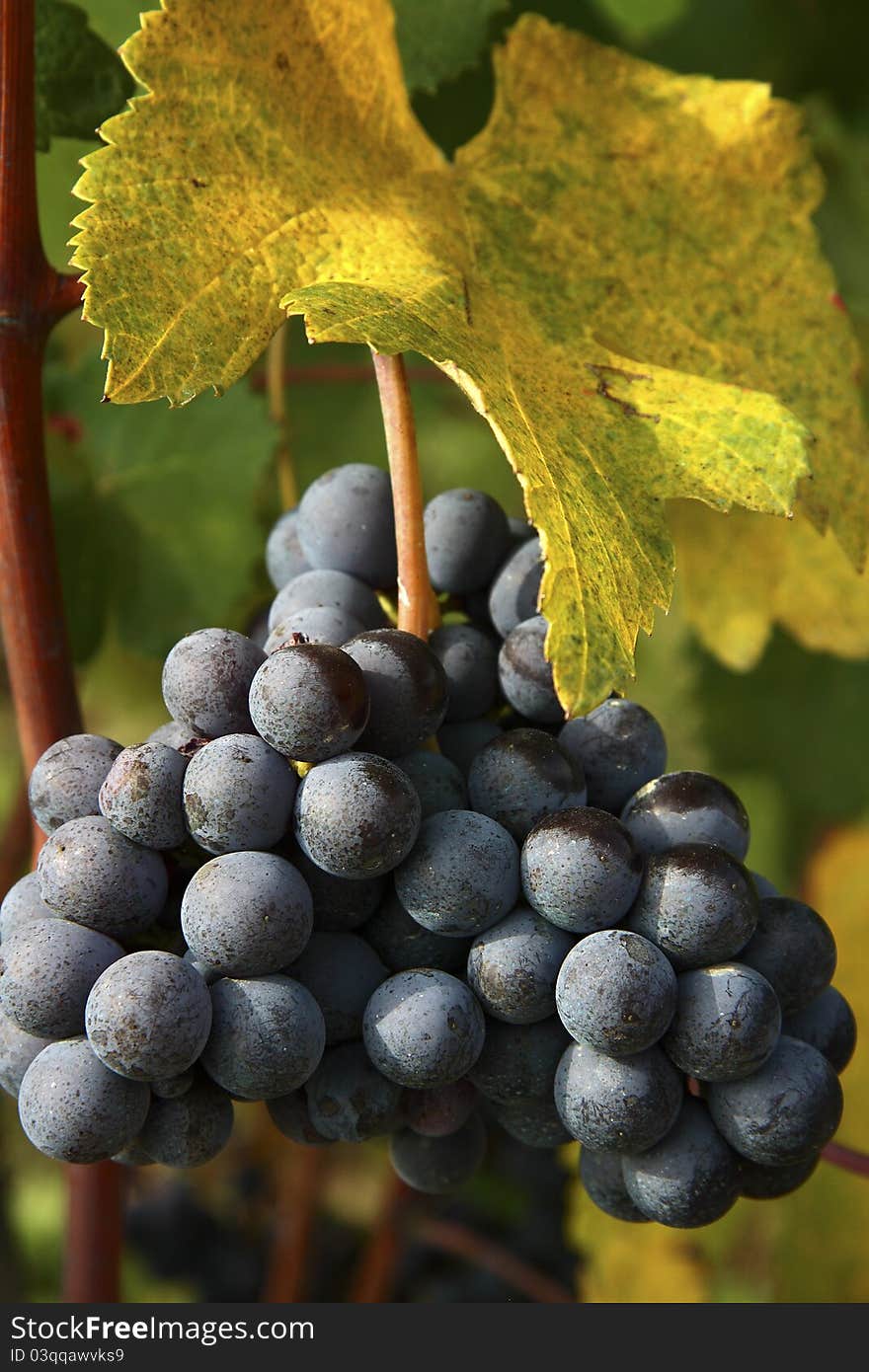 Clusters of red grape of Barolo and Dolcetto. Clusters of red grape of Barolo and Dolcetto