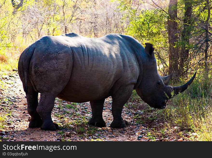 Huge rhinoceros on the road to South Africa. Huge rhinoceros on the road to South Africa