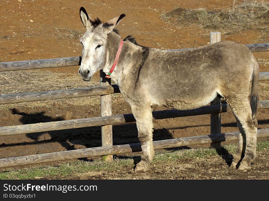 Portrait of a donkey adult in a fence