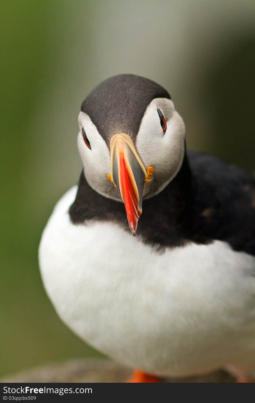 Puffin