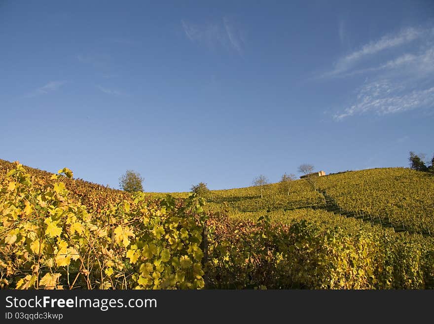 Vineyard landscape in the fall in the Langhe in Piedmont. Vineyard landscape in the fall in the Langhe in Piedmont