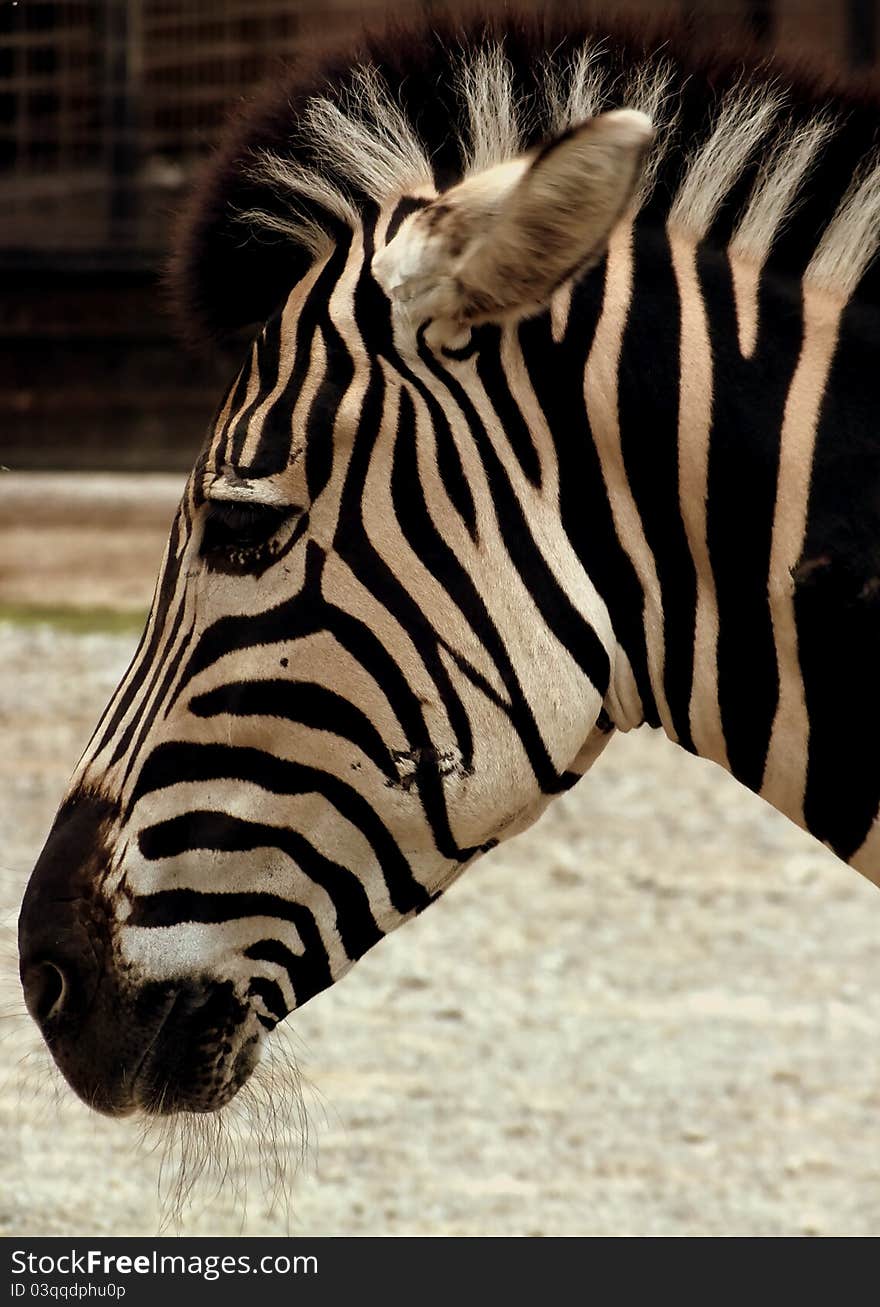 Zebra