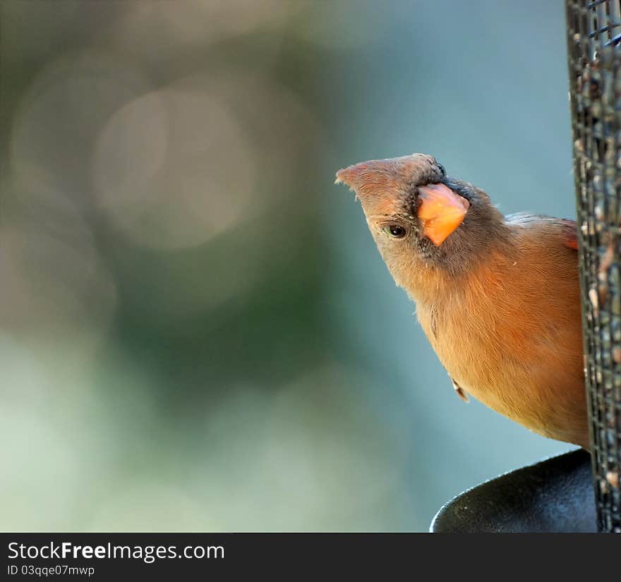 Closeup of Cardinal