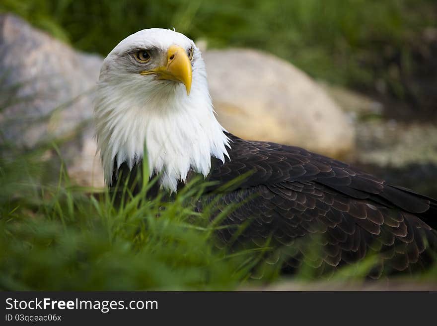 Bald Eagle