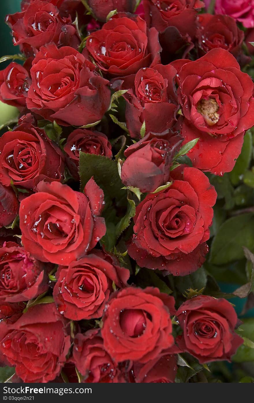 The red rose in a bucket