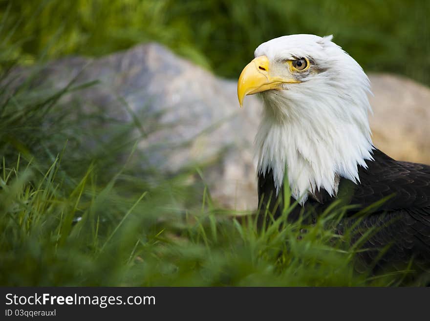 Bald Eagle