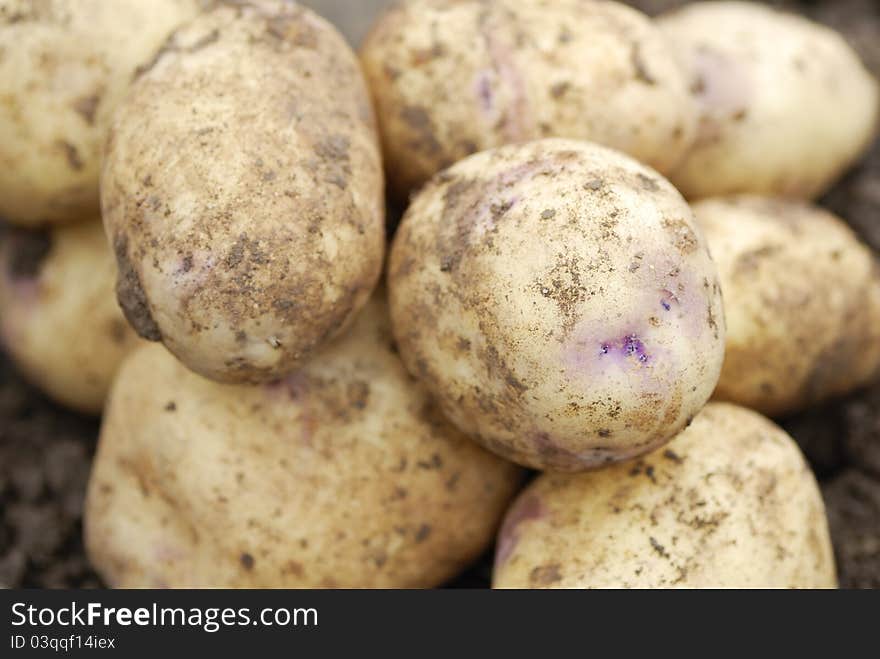 Freshly harvested organic allotmen potatoes.