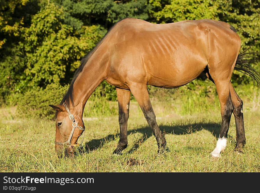 Close up of brown horse