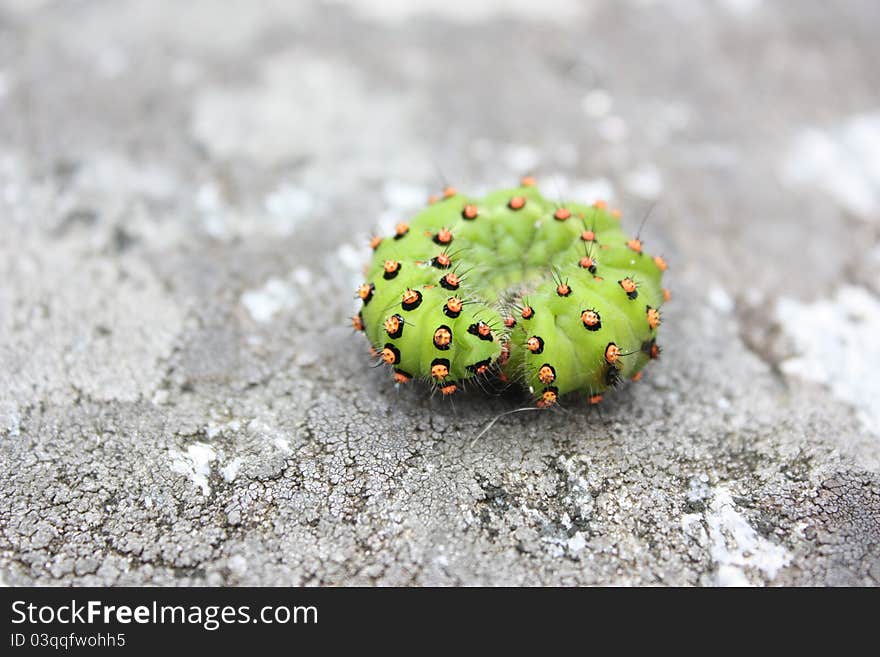 Green caterpillar with orange dots