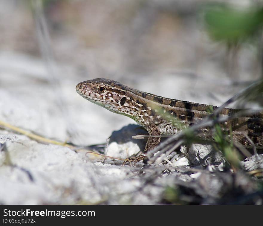 Small lizard lies on chalky soil in the open air, in nature Lizard. Small lizard lies on chalky soil in the open air, in nature Lizard